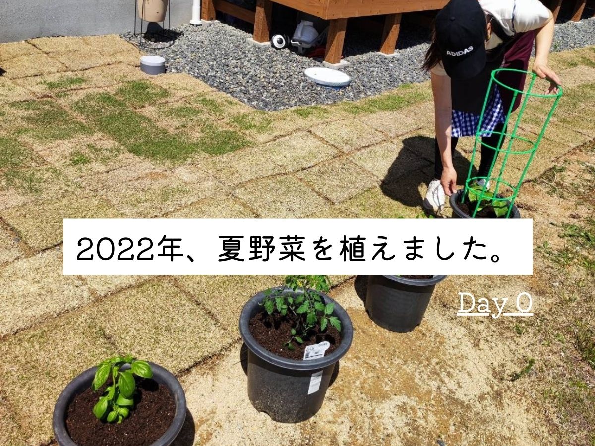 ガーデニング初心者　夏野菜を植える