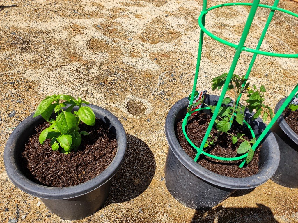 バジル　ミニトマト　ガーデニング初心者　夏野菜を植える